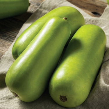Ash Gourd